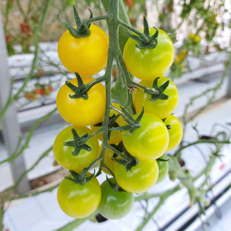 GEM-Fruits-Cherry-Tomato-1