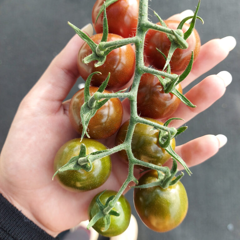 GEM-Fruits-Cherry-Tomato-Brown